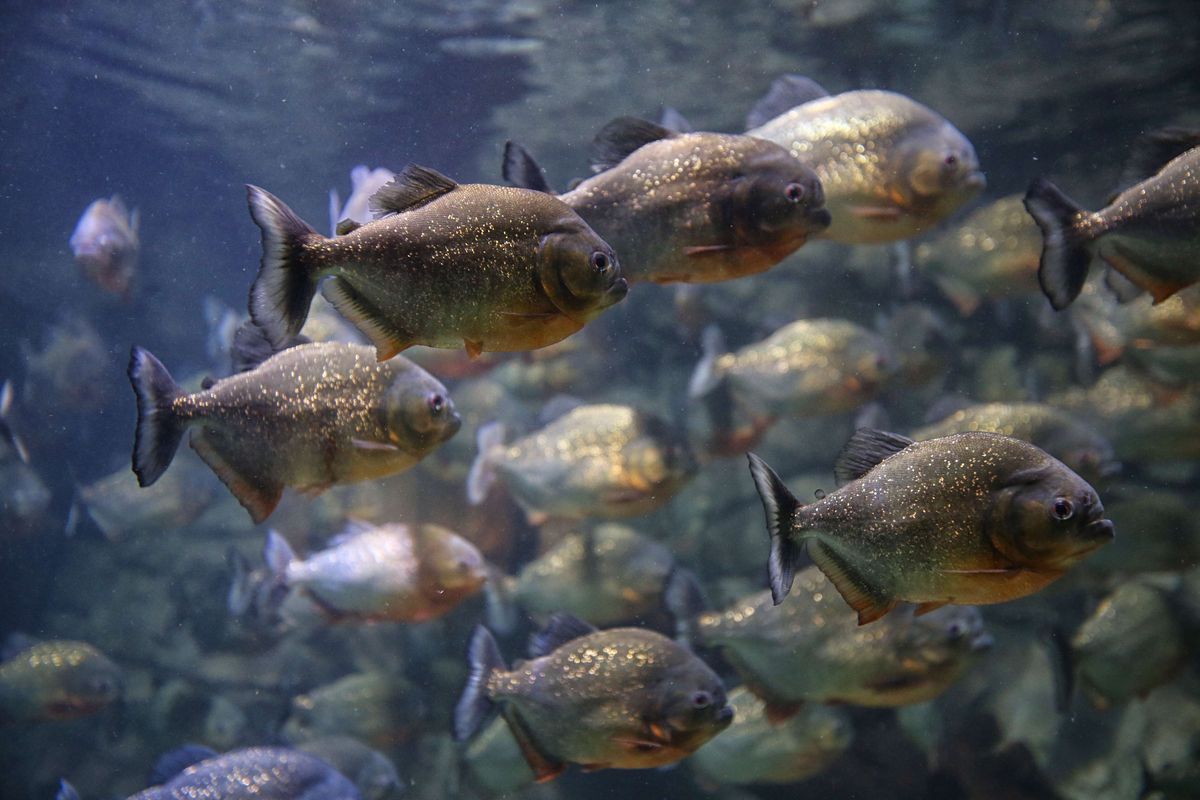 Piranha adalah salah satu ikan yang bisa disaksikan di wisata Jakarta Aquarium, Sabtu (24/11/2018). Destinasi wisata baru di pusat perbelanjaan NeoSoho, Jakarta Barat, ini menampilkan 600 satwa air dan darat dari Asia Pasifik.