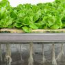 Mengenal Cara Menanam Sayuran dengan Sistem Aeroponik, Tak Perlu Tanah