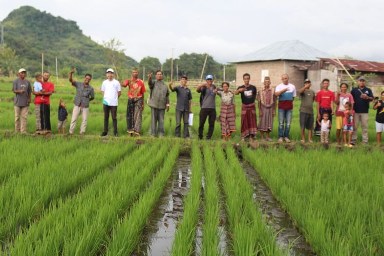 Foto : Para petani di Dusun Pong Nombong, Desa Paleng, Kecamatan Lembor, Kabupaten Manggarai Barat, NTT, melakukan berbagai upaya untuk penyelamatan lingkungan khususnya pertanian padi.