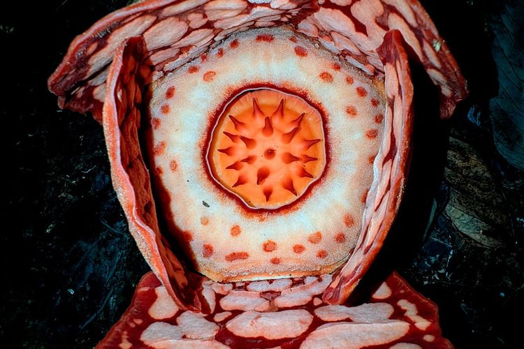 Bunga Rafflesia hasseltii di Sijunjung, Sumatera Barat, Rabu (19/11/2025).