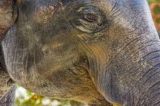Mengapa Gajah Bisa Menangis? Ini Penjelasannya!