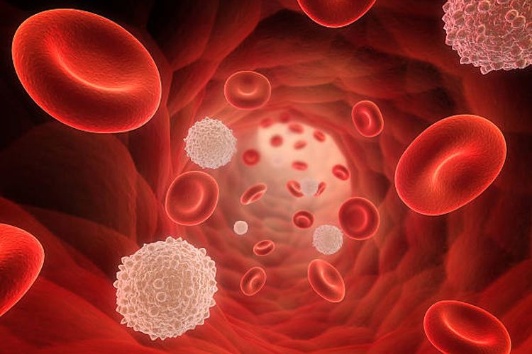 Ilustrasi komponen darah dalam pembuluh darah. Darah terdiri dari empat komponen utama, yaitu sel darah merah, sel darah putih, trombosit, dan plasma.