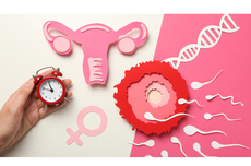 Organ Apa Sajakah yang Dilewati Sel Sperma hingga Terjadi Fertilisasi?