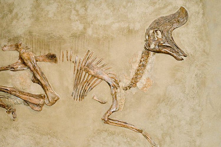 Fosil Dinosaurus Ditemukan di Hong Kong untuk Kali Pertama