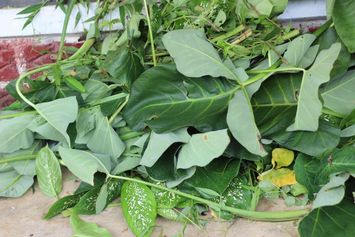 Antara Daun Talas, Ikan, Air Tawar, dan Ekosistem