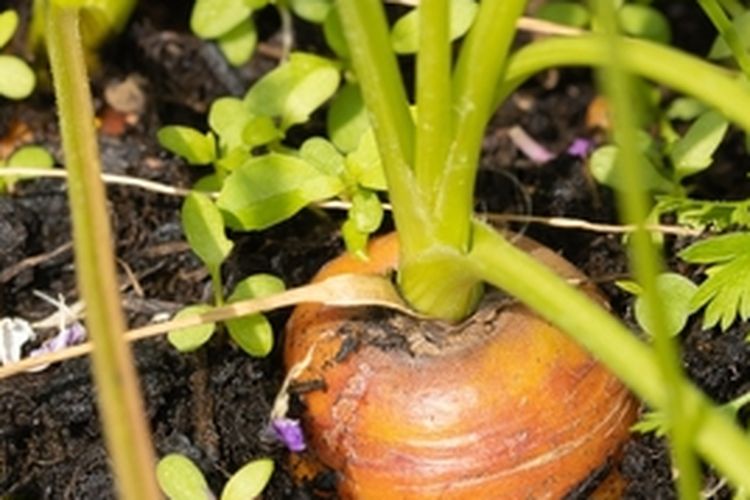 Ilustrasi wortel di tanam dalam pot