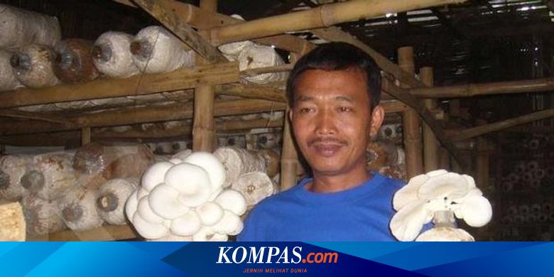 Kaiman Dulu Sopir Kini Juragan Jamur
