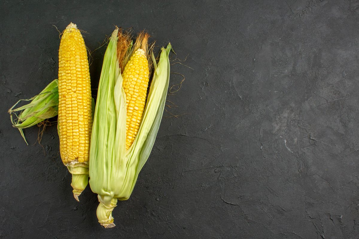 Ilustrasi jagung manis. 