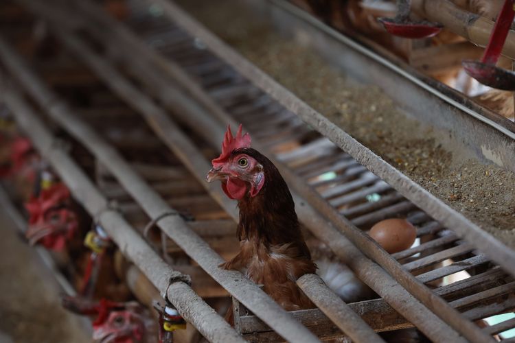 Ayam petelur di peternakan di kawasan Cibinong, Kabupaten Bogor, Selasa (23/8/2022). Dalam dua pekan ini harga telur terus mengalami kenaikan harga. Ditingkat peternak harga telur dijual Rp 28.500 per kilogram. Sedangkan di pedagang harga telur mencapai Rp 31.000 per kilogram.