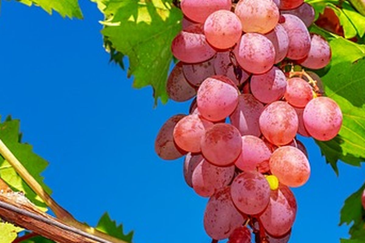 Tanaman anggur yang ditanam dengan cara stek