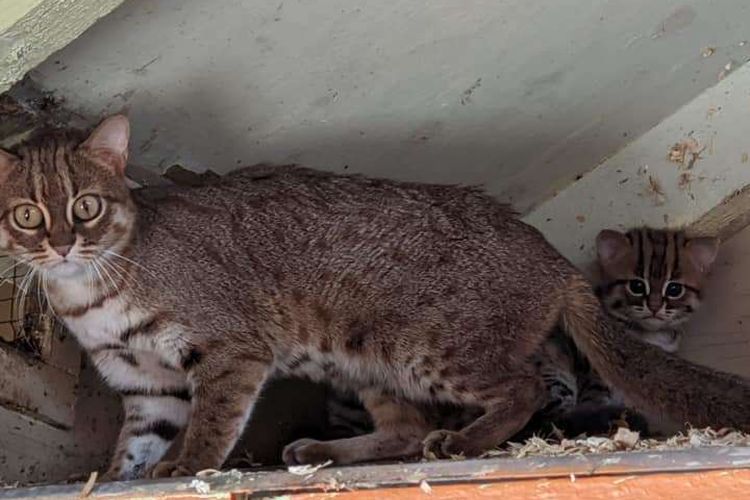 Bayi P. rubiginosus, spesies kucing terkecil di dunia yang lahir di suaka margasatwa Inggris selalu berada di bawah pengawasan induknya. Pengelola margasatwa belum mengetahui jenis kelamin dua bayi kucing itu.