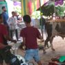 Sudah Disembelih, Sapi Kurban Kembali Bangkit dan Kejar Penonton hingga Tunggang Langgang
