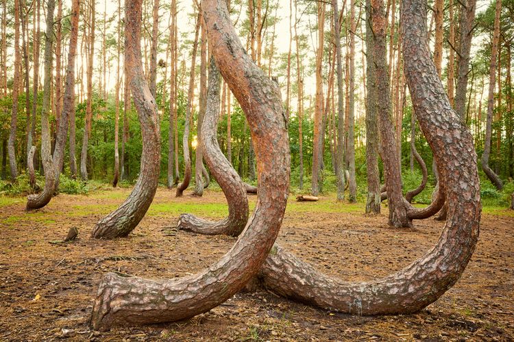 Batang pinus yang bengkok di Crooked Forest, atau Krzywy Las, Polandia