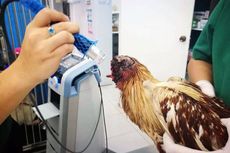 Ayam di Thailand Ini Bertahan Hidup Sepekan tanpa Kepala