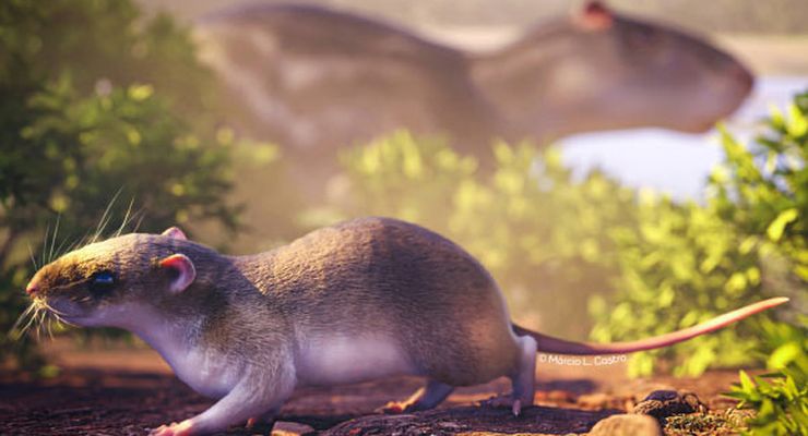 Fosil Spesies Baru Tikus Purbakala Ditemukan di Hutan Amazon