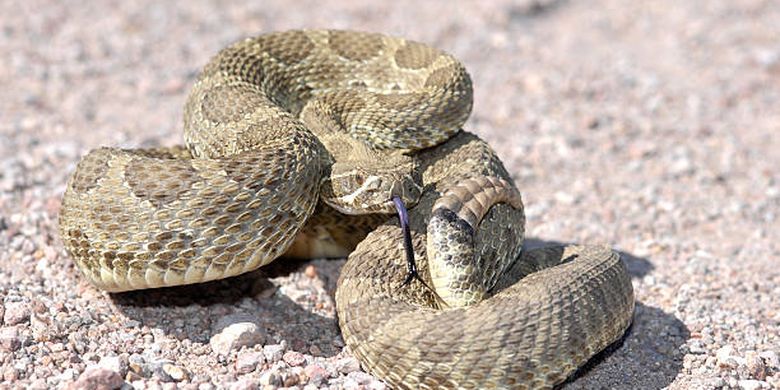 Mojave rattlesnake, salah satu ular paling mematikan di dunia.