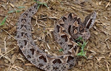 Jingalak mushuk haqida yuqori sifatli onlayn filmlar