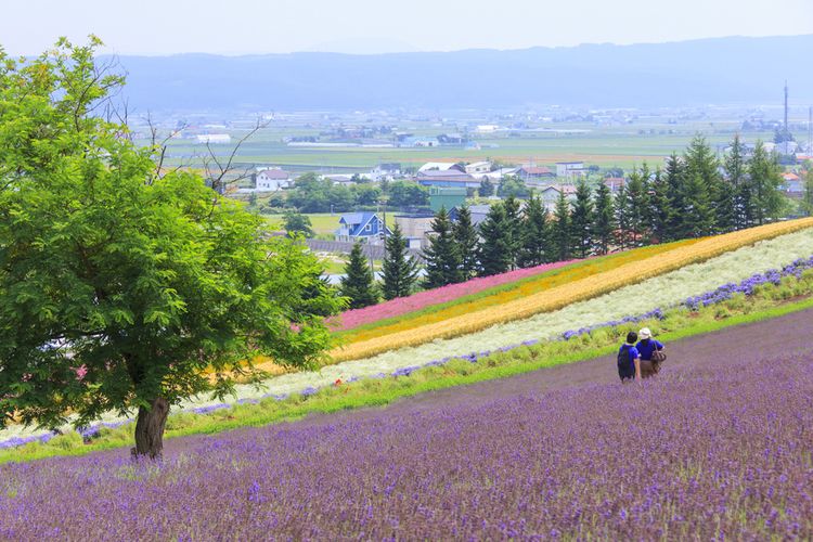 Padang bunga saat musim panas di Furano, Hokkaido.