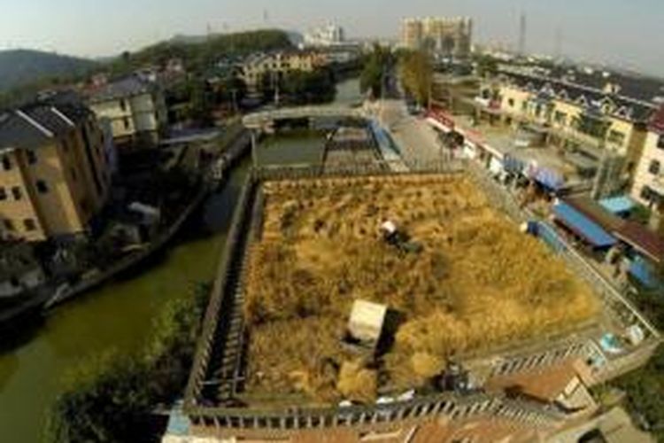 Inilah sawah milik Peng Quigen yang dibuka di atas atap kediamannya di kota Shaoxing, provinsi Zhejiang, China. Di sawah ini, Peng berhasil menanam berbagai hasil bumi mulai buah-buahan, sayuran hingga padi.