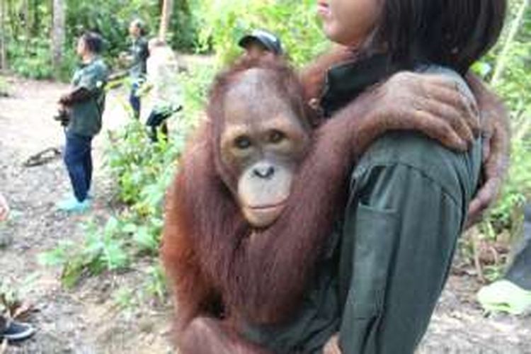 Salah satu orangutan bernama Obi, yang diadopsi oleh PT Bridgestone Indonesia kepada Yayasan Borneo Orangutan Survival (BOS), di hutan konservasi Samboja Lestari, Kalimantan Timur.