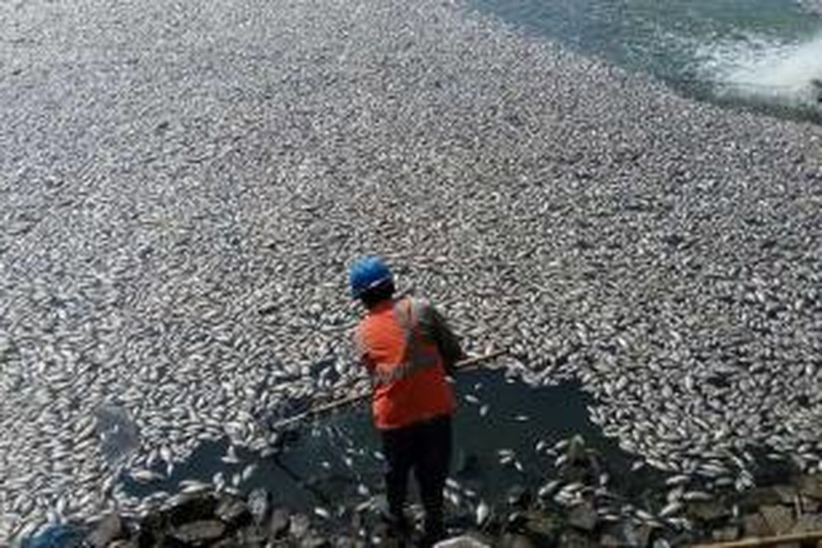 Ribuan ikan yang mati di Danau Perumahan Citra Garden City tengah dijaring petugas untuk dibuang, Sabtu (19/12/2015).