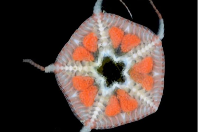Astrophiura caroleae, bintang laut Karibia, ditemukan menempel pada puing-puing dan sampah peninggalan manusia seperti botol.