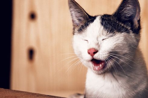 4 Hal yang Menyebabkan Kucing Bersin-bersin dan Ingusan