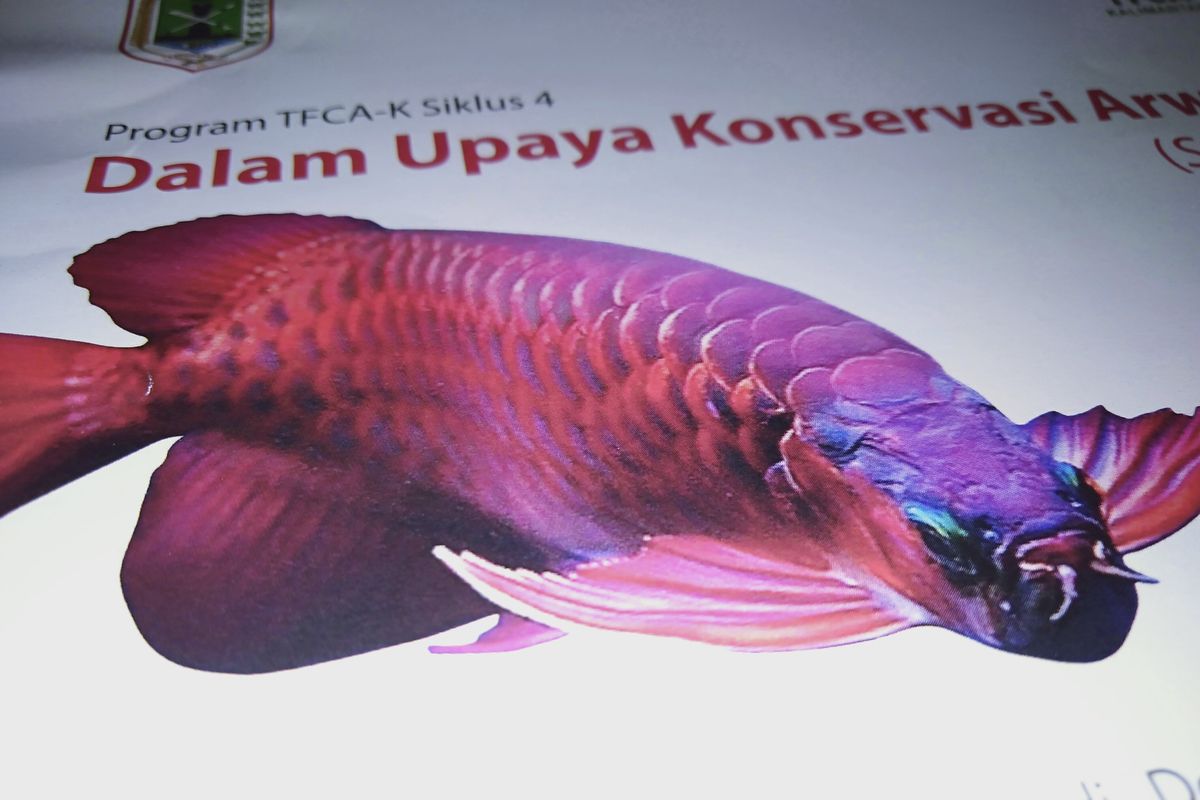 Hampir punah, ikan arwana super red ini hanya terdapat di perairan Kapuas Hulu.
