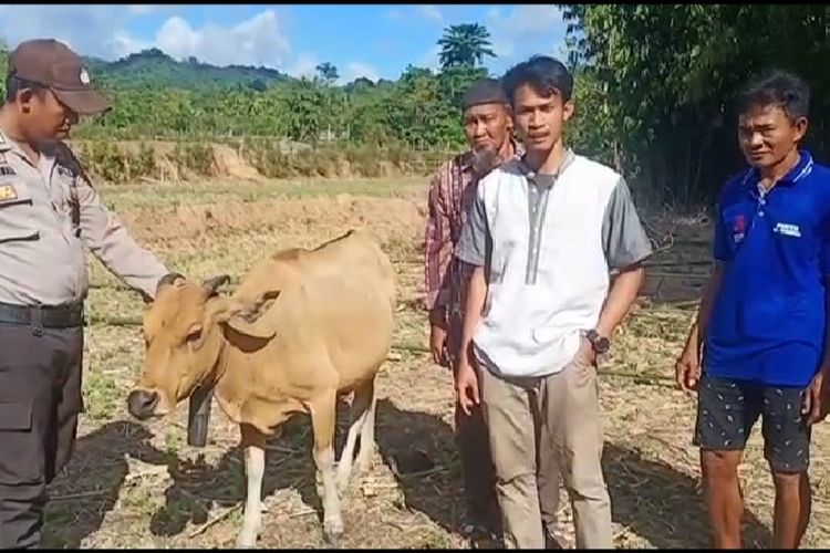 Suasana Syamsuddin menerima sapi di Dusun Lajongko,  Kabupaten Kepulauan Selayar, Sulawesi Selatan. Sabtu (5/9/2020).