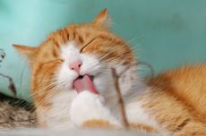 Benarkah Pelihara Kucing Bikin Susah Hamil? Ini Penjelasan Dokter