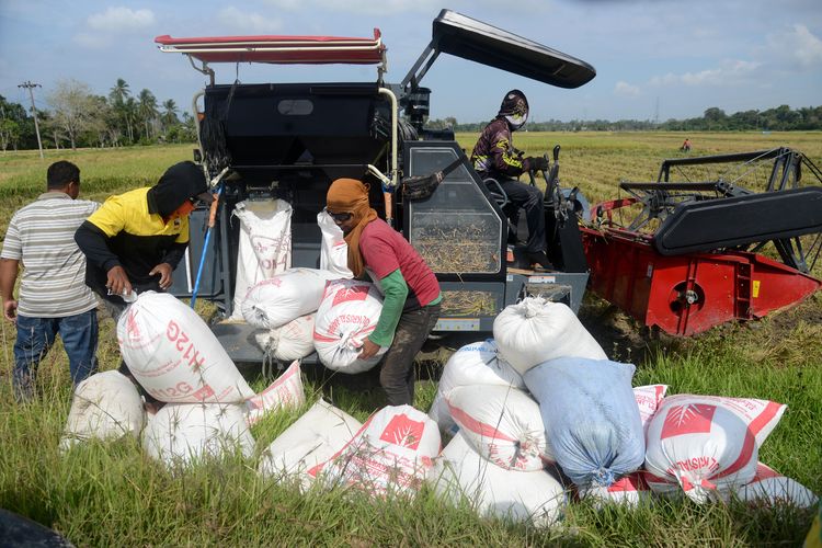Sejumlah petani menurunkan karung berisi gabah saat  panen raya di kabupaten Aceh Besar, Aceh, Minggu (3/3/2024). Badan Pusat Statistik (BPS) memprediksi potensi produksi beras nasional dari hasil panen raya pada Maret-April 2024 sebanyak 8,46 juta ton dan total dari jumlah beras tersebut cukup besar mampu  untuk memenuhi kebutuhan pangan nasional. 