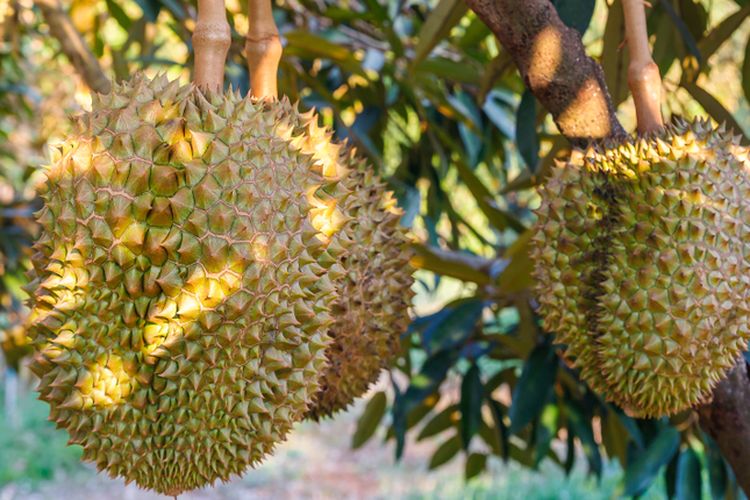 Ilustrasi tanaman durian, pohon durian. 