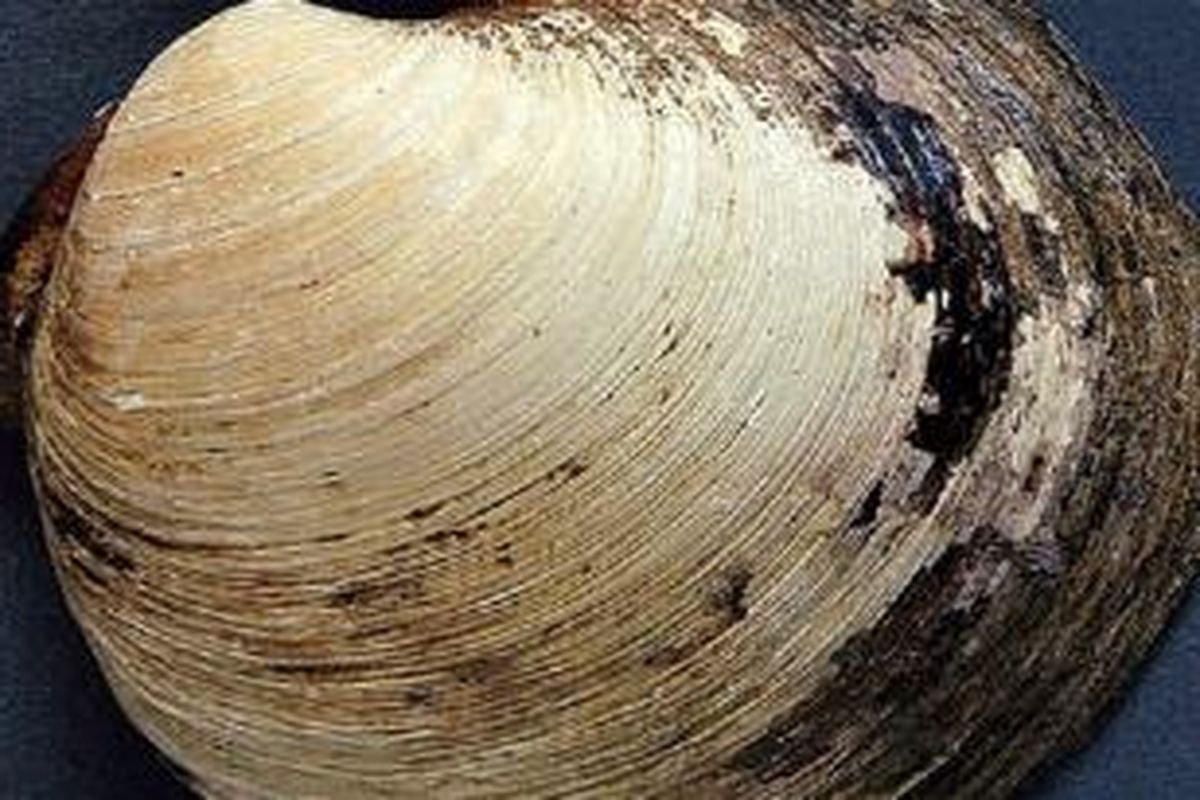 Cangkang quahog Ming, hewan tertua di dunia yang terbunuh di tangan ilmuwan. 
