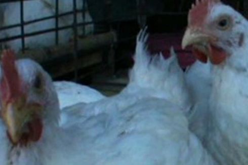 Kementan Tak Berani Hentikan Impor Ayam