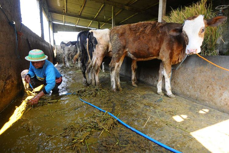 Seorang warga mengumpulkan kotoran sapi pada pagi hari di Urutsewu, Ampel, Boyolali, Jawa Tengah, Kamis (10/5/2018). Di desa tersebut, sejak tahun 2007, sebuah inovasi bahan bakar gas buatan dari kotoran sapi terus dikembangkan yaitu biogas sapi, yang kini kini telah dibangun sebanyak 40 instalasi digester yang dapat disalurkan ke 100 kepala keluarga.