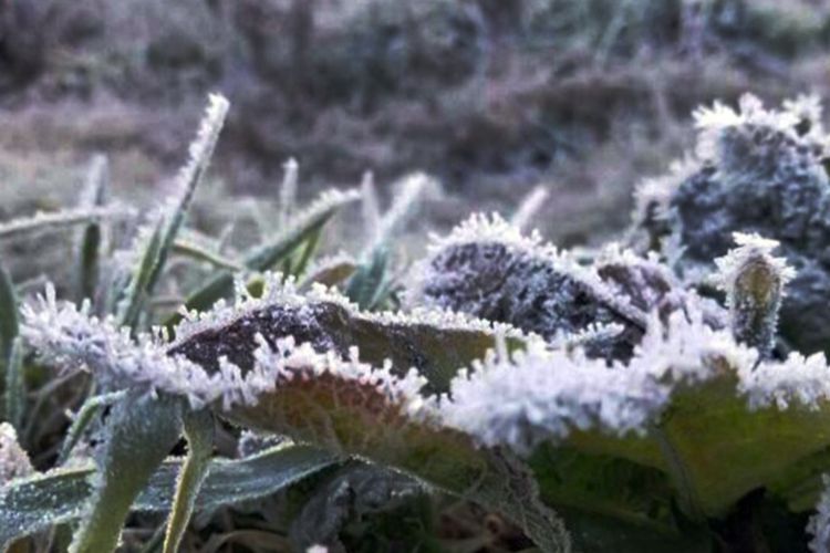 Fenomena embun es (frost) di kawasan Taman Nasional Bromo Tengger Semeru.