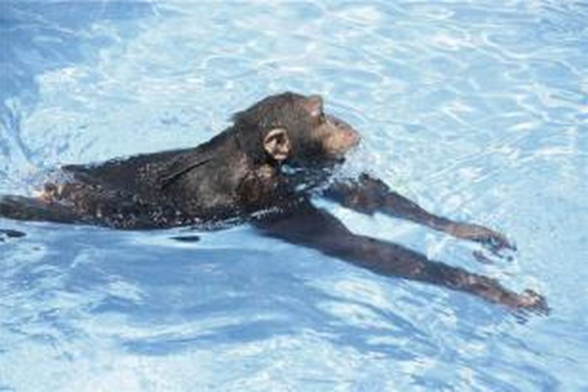 Simpanse dan orangutan ternyata juga bisa berenang. Mereka berenang dengan gaya dada.