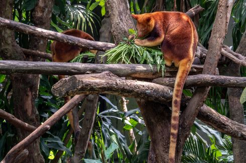 Mengenal Kanguru Pohon Mantel Emas, Maskot PON XX Papua
