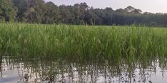 Petani di Bolmong Gagal Panen Akibat Banjir, Kementan Minta Petani Ikut Asuransi untuk Antisipasi