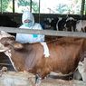11.577 Ternak di Sumut Terjangkit PMK, 42 Sapi di Deli Serdang yang Sehat Divaksin
