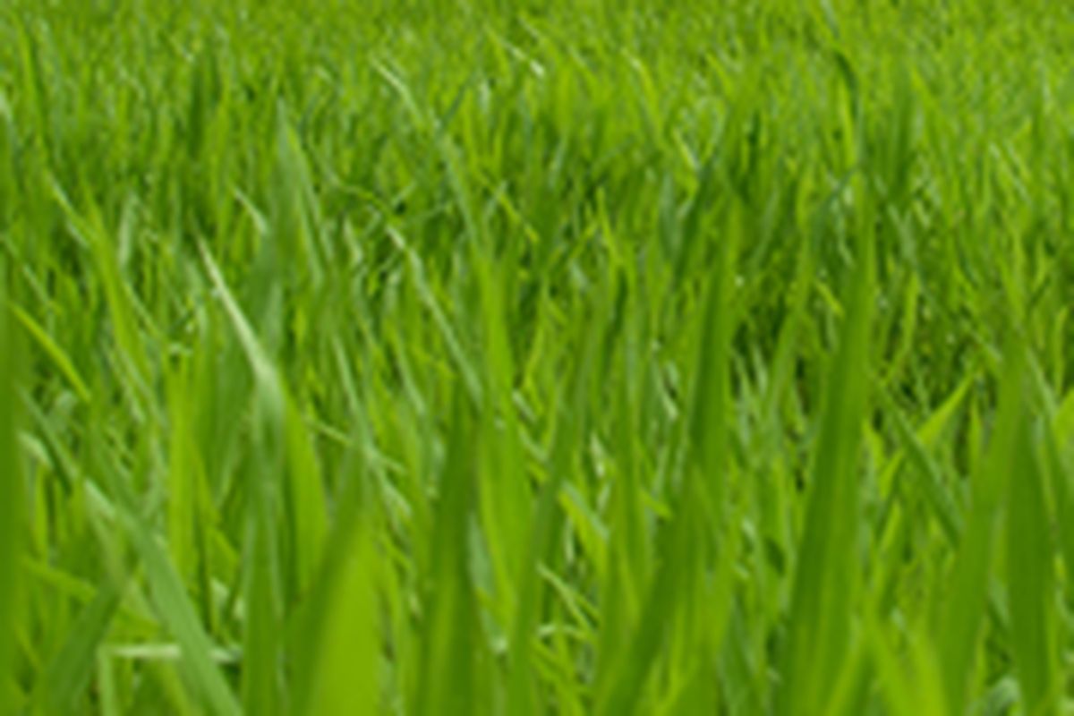 ilustrasi rumput pakchong