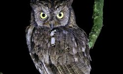 Pesona Taman Wisata Alam Kerandangan Lombok, Tempat Terbaik Jelajah Hutan Sambil “Bird Watching