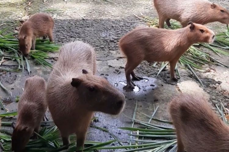 Kapibara di Kebun Binatang Ragunan