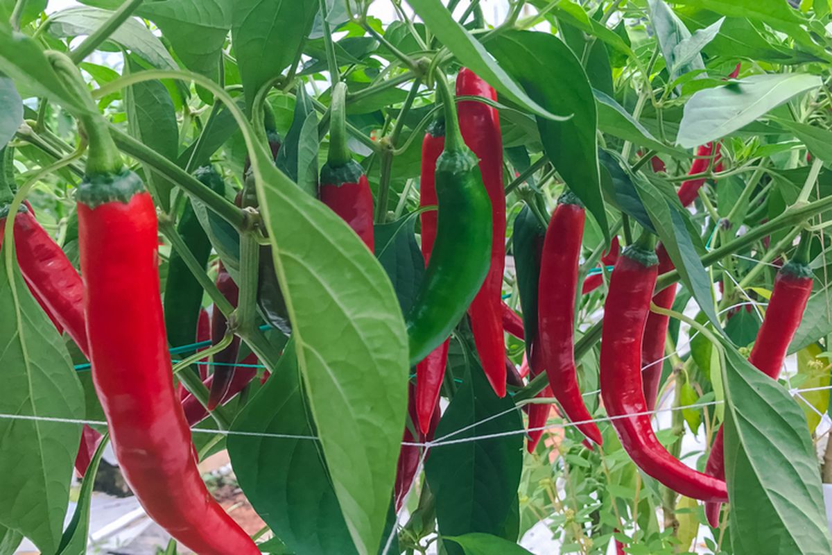 Ilustrasi tanaman cabai. 