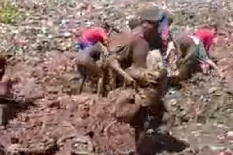 Tangkapan layar video viral warga memungut daging kerbau ilegal yang dimusnahkan dengan cara dikubur, di Kabupaten Bengkalis, Riau, Selasa (30/5/2023).