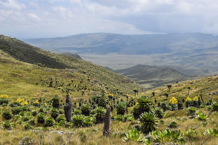 Ilustrasi Aberdare National Park di Kenya. Negara ini merupakan salah satu destinasi favorit Ratu Elizabeth II.