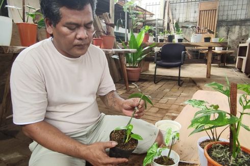 Kisah Perjuangan Pedagang Tanaman Hias di Depok hingga Dapat Barter Rumah Rp 500 Juta