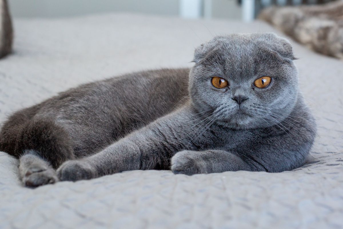 Ilustrasi kucing Scottish Fold. 