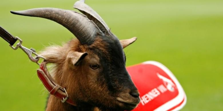 Hennes VIII merupakan seekor kambing yang dijadikan maskot FC Koeln. 