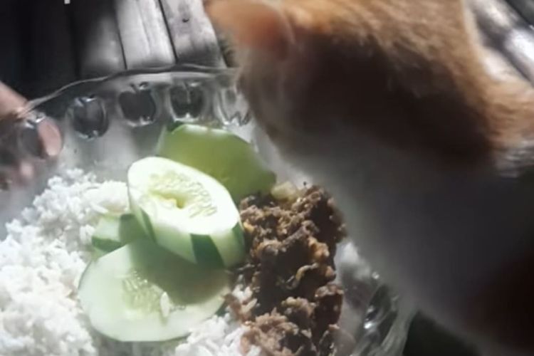 IRT Kritik Menu MBG Berujung Dilaporkan ke Polisi di Bima, Ini Kronologinya